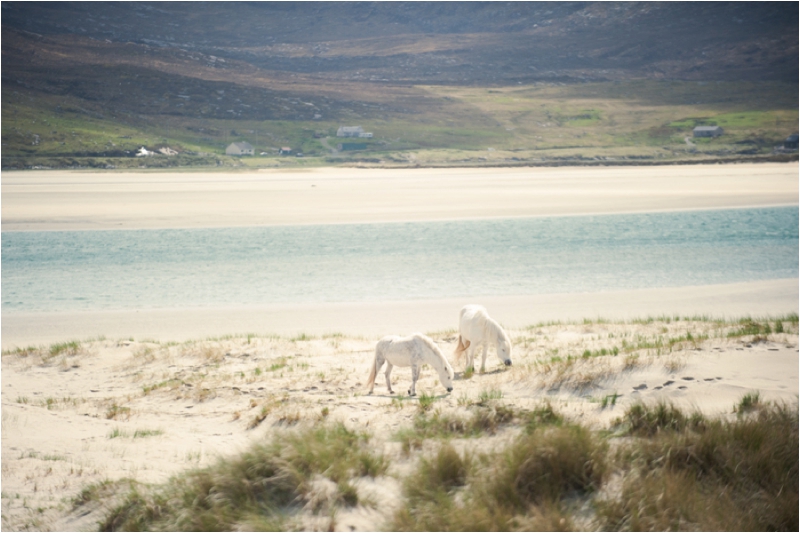 horses grazing on the beaches of Luskentyre, beach wedding photographer 