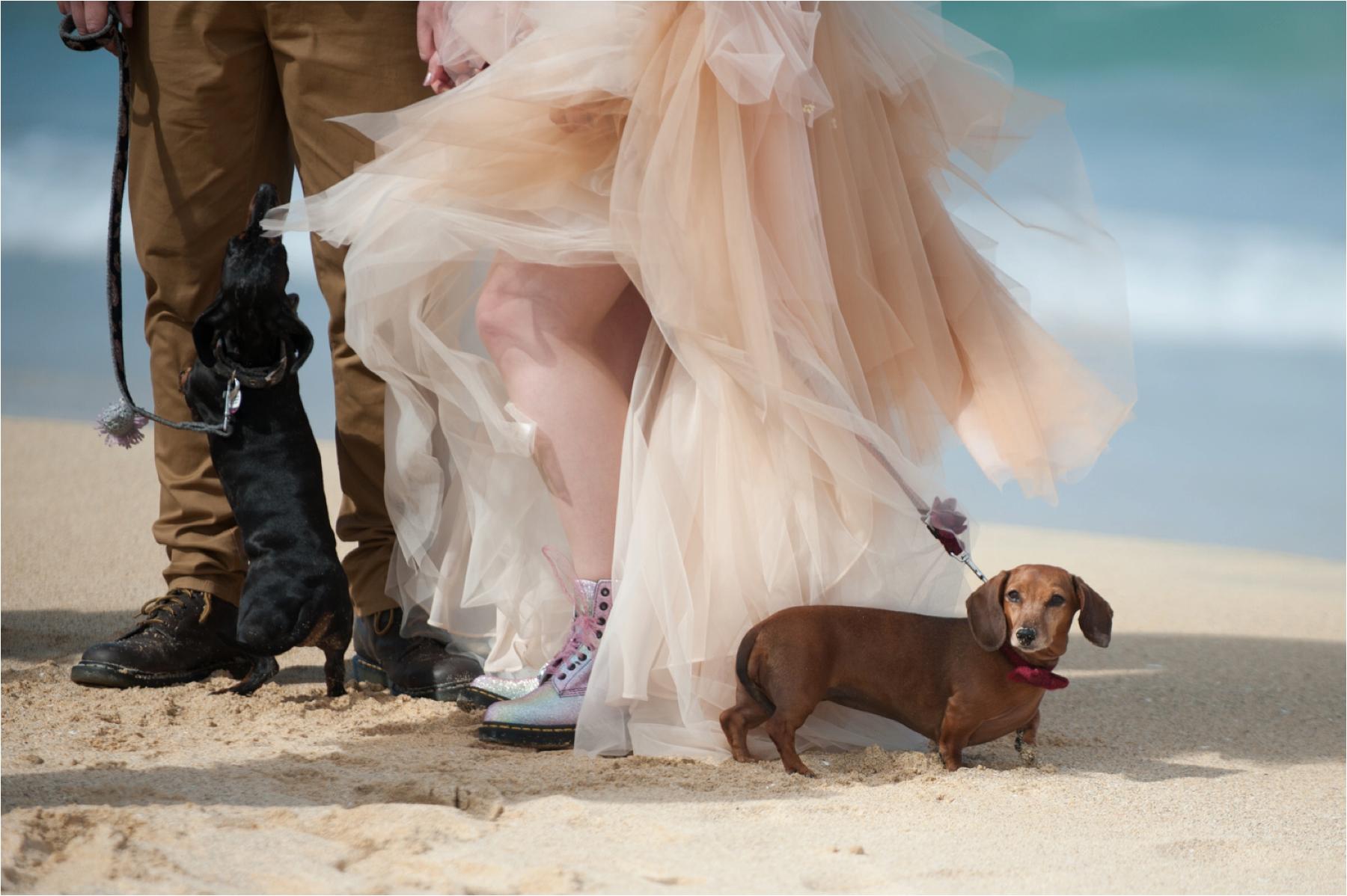 A sausage dog waits patiently while the bride and groom exchange vows on a white sandy beach in the Scottish Highlands. They're on Scarista Beach in the Outer Hebrides. 