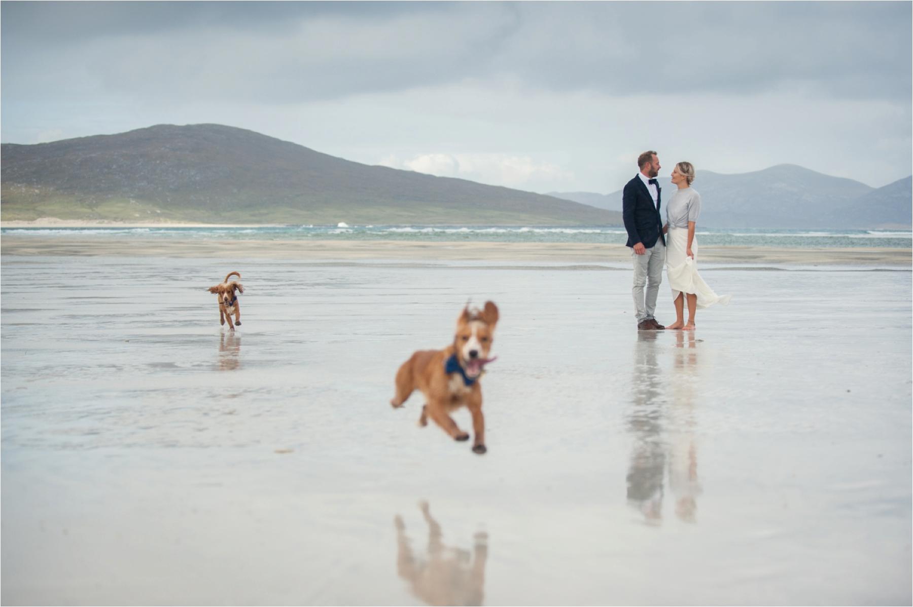 dogs joining in the celebrations on isle of harris wedding