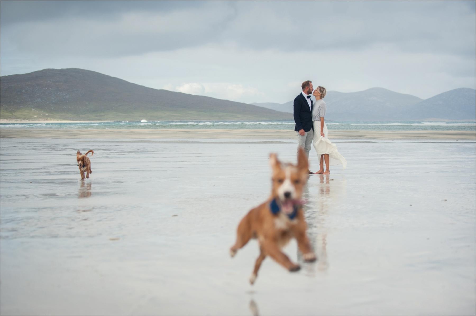 dogs enjoying the wedding celebrations on seilebost beach photograph